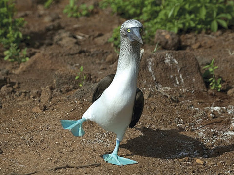 Galapogas Dancing bird again