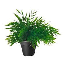 Plant 3